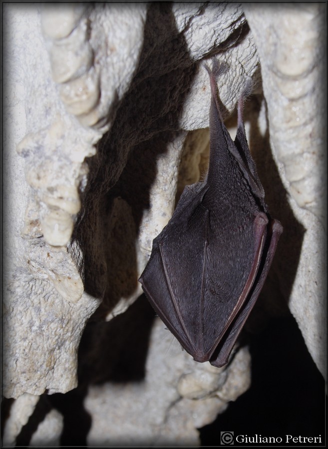 Il mio primo Rhinolophus ferrumequinum